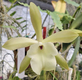 Rl. glauca - Orchid Species - Seedlings 3Ó Pots Orchids