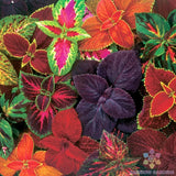 25+ Giant Exhibition Mix Coleus Seeds for Garden Planting - USA - FREE SHIPPING! Garden Plants
