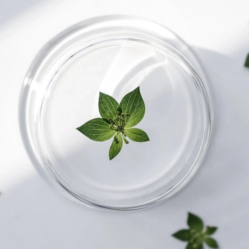 Pressed dried green leaves in a clear round container