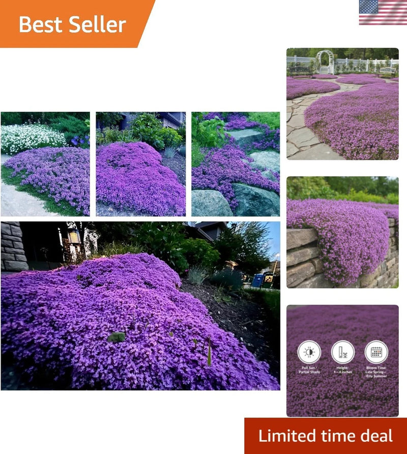 20,000+ Creeping Thyme Seeds Ground Cover, Non-GMO Perennial Flower Seeds, Ha... Garden Plants