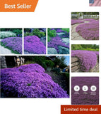 20,000+ Creeping Thyme Seeds Ground Cover, Non-GMO Perennial Flower Seeds, Ha... Garden Plants