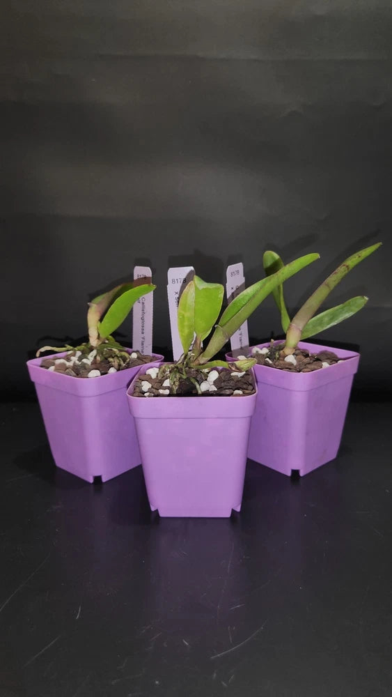 Cattleya Callistoglossa 'Flame' Seedling  in 2.75" pot Orchids
