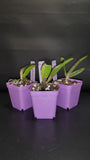 Cattleya Callistoglossa 'Flame' Seedling  in 2.75" pot Orchids