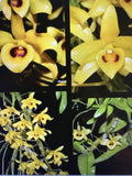 ORCHID PLANTS Den Friderickicksianum x sin 1 roofed stem no pot Orchids