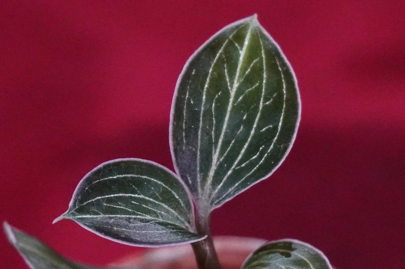 Jewel orchid plant with dark green leaves and white veining