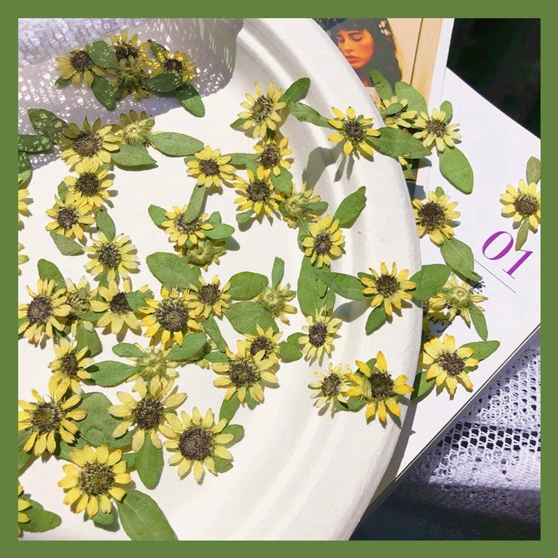 Pressed dried yellow daisy flowers with green leaves