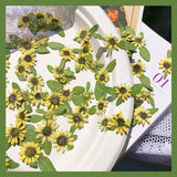 12PCS Real Pressed Dried flower, Yellow flower with leaves for art craft FJN01 Dried Flower