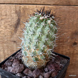 D4753 COPIAPOA MILITARIS pot12-H13-W6,5 cm MaMa Cactus Green Plant