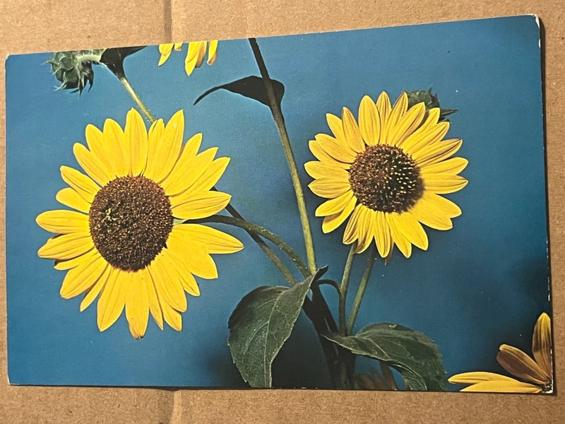 VINTAGE UNUSED POSTCARD - SUNFLOWER - STATE FLOWER OF KANSAS Sunflower