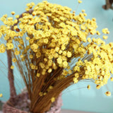 100 Pcs Natural Dried Flowers Mini Daisy Flower Decorative Floral Dried Flower