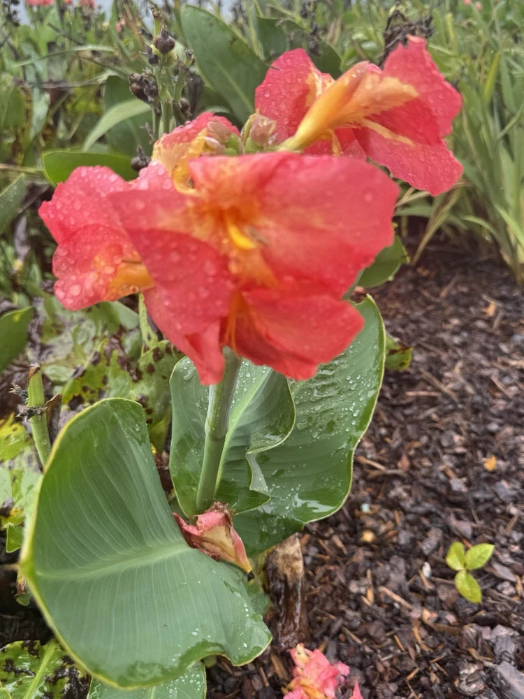 One Rare Canna Lilly South Pacific Rose Pink Yellow Tropical Rhizome Lily