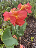 One Rare Canna Lilly South Pacific Rose Pink Yellow Tropical Rhizome Lily