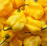 YELLOW HABANERO PEPPER SEEDS 50+ hot SPiCY garden VEGETABLE plants FREE SHIPPING Garden Plants