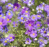 Lot of 2 Packs 300 Pcs Swan River Creeping Daisy Seeds for Planting Garden Garden Plants