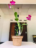 Coconut Husk Flower Pot Plant Growth Compostable Nursery Seed Garden Decoration Garden Plants
