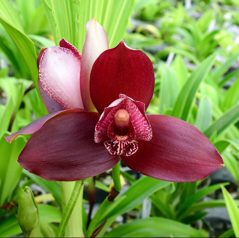 Maroon red orchid with pink lip and speckled center, 3-petal bloom