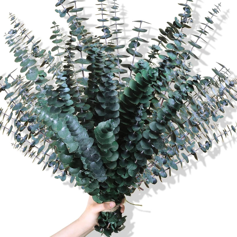 30Pcs Dried Eucalyptus Stems, 17" Real Preserved Eucalyptus Plant for Shower, Fr Green Plant