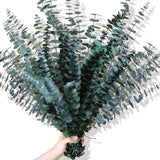 30Pcs Dried Eucalyptus Stems, 17" Real Preserved Eucalyptus Plant for Shower, Fr Green Plant