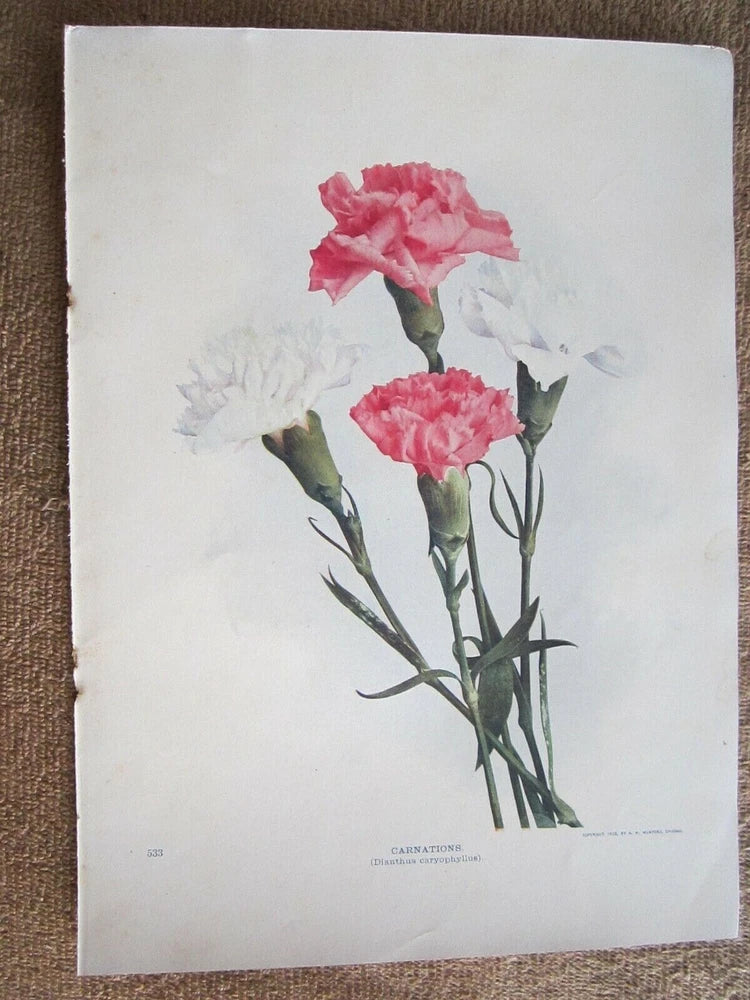 Vintage carnation flower lithograph print with pink blooms and green stems