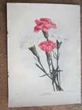 1902 ANTIQUE CARNATIONS FLOWERS PLANT LITHOGRAPH PRINT Carnation