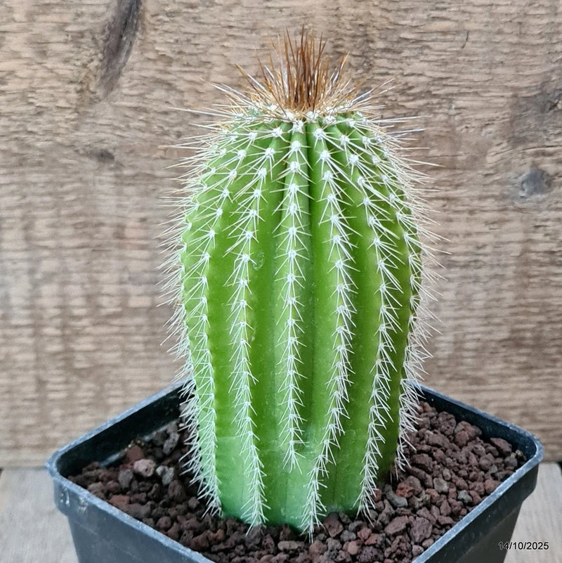 D6985 NEOBUXBAUMIA POLYLOPHA pot10-H13-W6,5 cm MaMa Cactus Green Plant