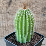 D6985 NEOBUXBAUMIA POLYLOPHA pot10-H13-W6,5 cm MaMa Cactus Green Plant