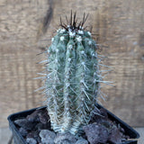 D3197 COPIAPOA MONTANA pot10-H12-W6 cm MaMa Cactus Green Plant