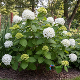15 Seeds Hydrangea Arborescens Smooth Hydrangea Sevenbark Big Blooming Shrub Hydrangea