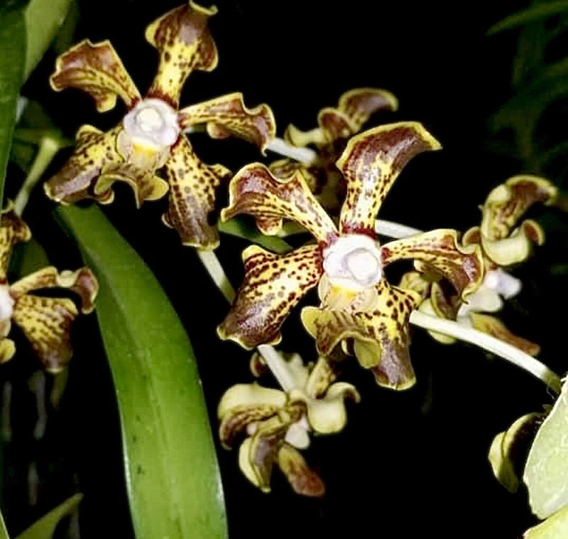 Speckled orchid blooms with white centers and curved stem, yellow-brown petals