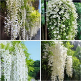 400+ Jasmine Seeds Climbing Fragrant Flower Four Seasons Garden Plant Garden Plants