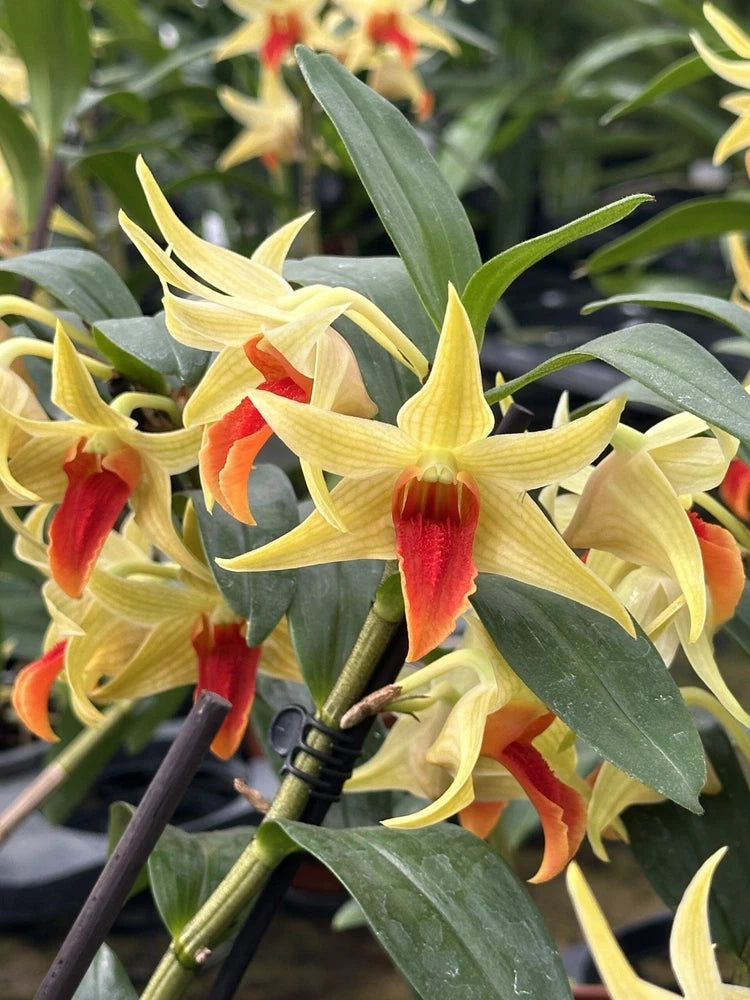 Yellow and cream orchid blooms with red centers and glossy green leaves