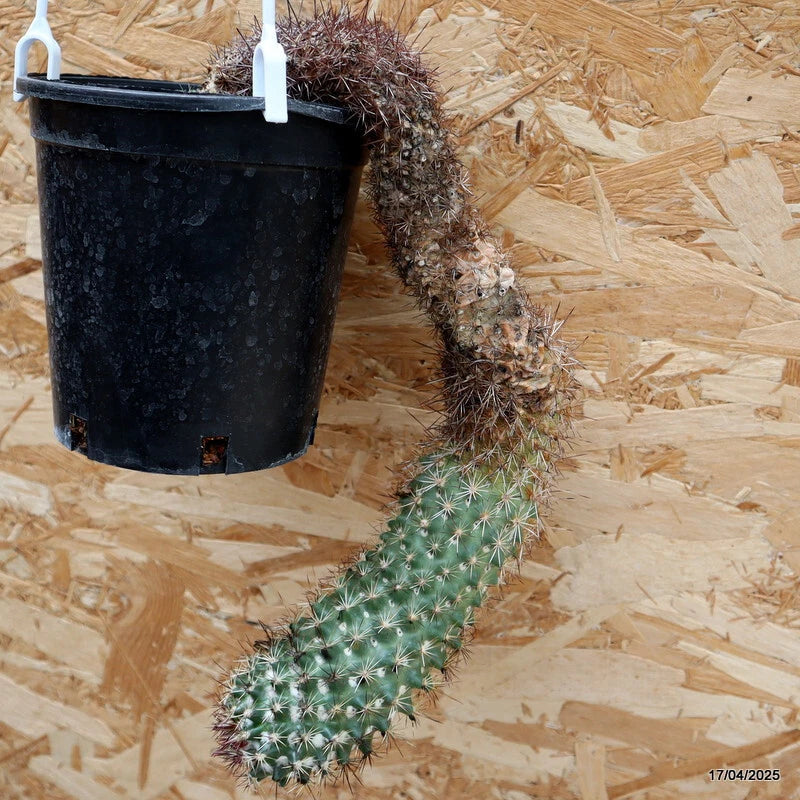 Spiny green Coryphantha cactus in black plastic pot, upright column shape