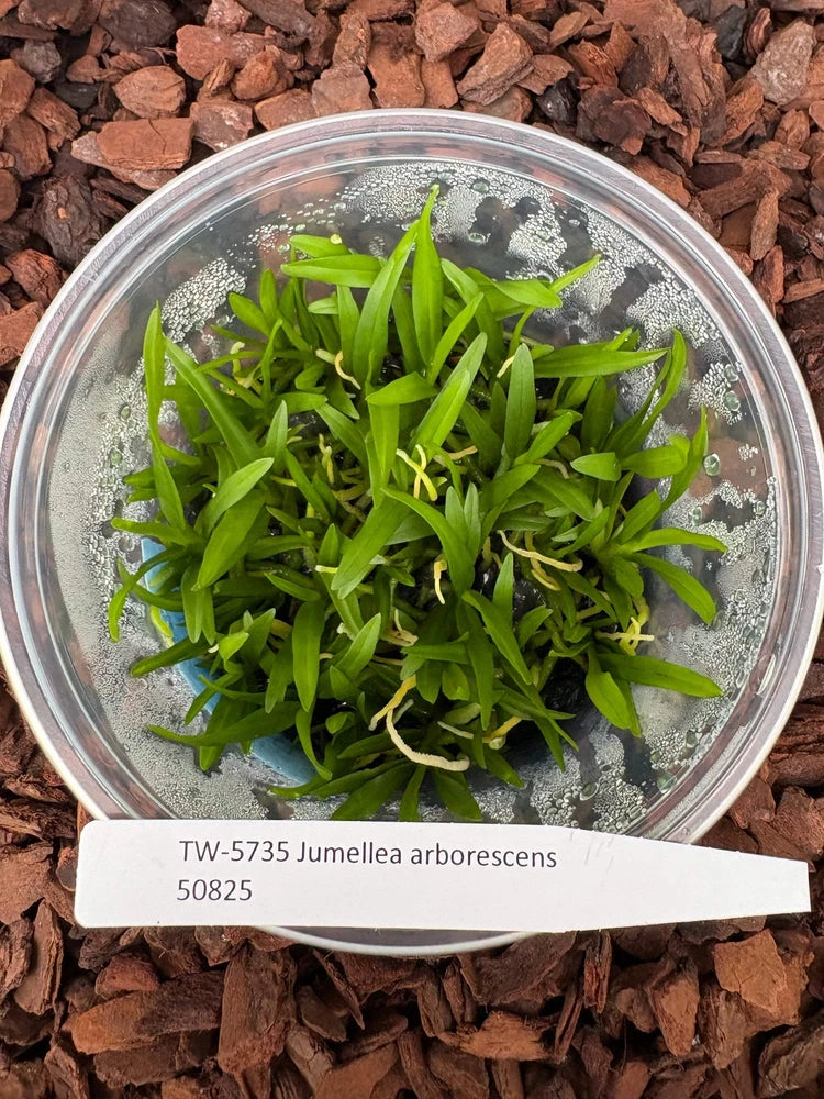 Jumellea arborescens orchid plant in clear pot, green sprouts on pebbles