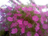 50 Pelleted Supercascade Pink Petunia Seeds Flowering Plants