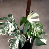 Monstera Marble Variegated Rare Plant Green Plant
