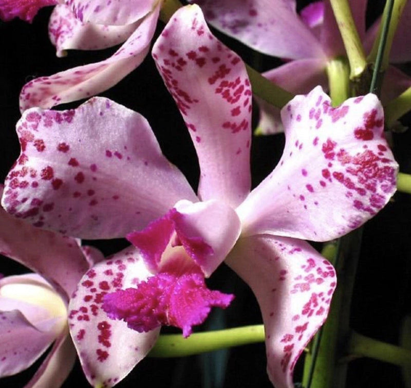 Purple-and-pink speckled orchid flowers with curved petals and lip
