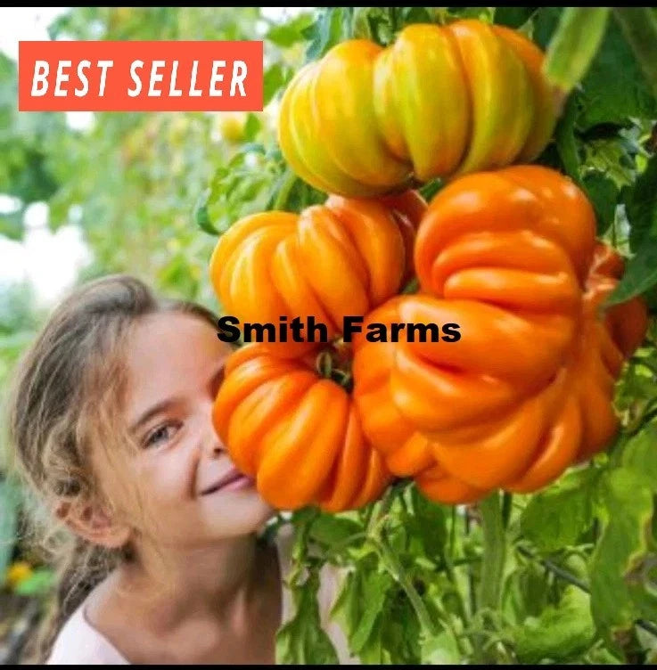 50+ Seeds Orange Accordion Tomato Easy to Grow Vegetable Garden Planting Garden Plants