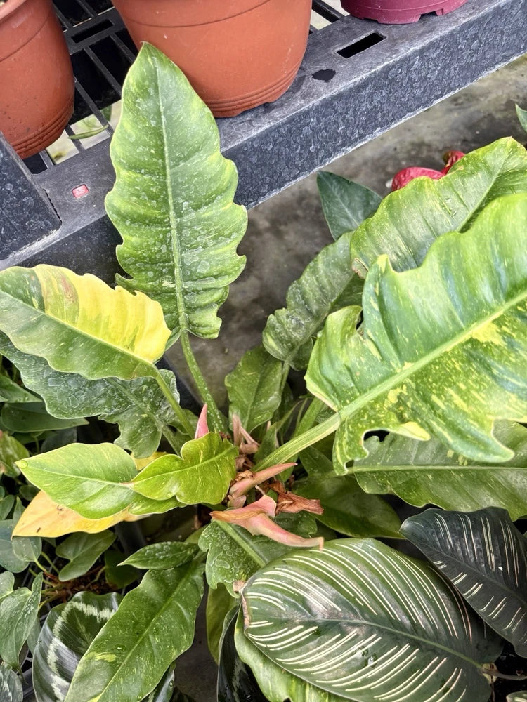 Ring of Fire philodendron plant with broad green variegated leaves