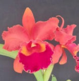 Orchid live Blc. Chunyeah x Pumpkin Festival - Bare root Orchids