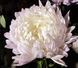 30 DUCHESS WHITE PAEONY ASTER French Peony Callistephus Flower Seeds *Comb S/H Flowering Plants