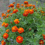 300+ Marigold, FRENCH  "SPARKY Mix" Seeds 14'' FRESH HARVEST FOR GARDENS Garden Plants