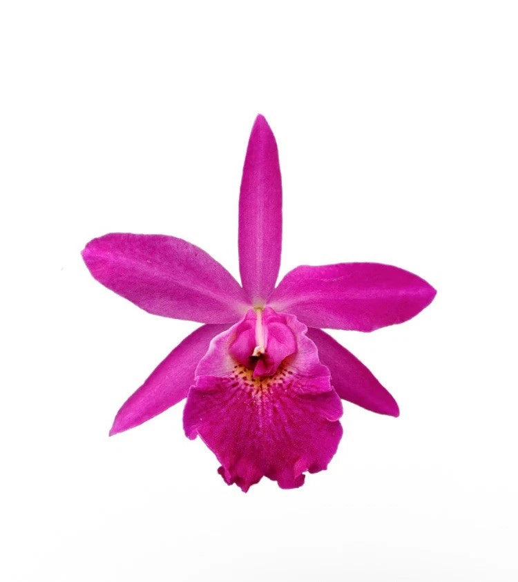 Rubi Purple Red orchid flower, magenta petals with pink-red center lip