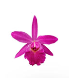 Rhynchobrassoleya Rubi Purple Red Medium Size BS Orchid Hybrid 3Ó Pot Division Orchids