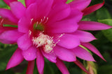 25+ FRESH SEEDS Epiphyllum Orchid Cactus "LAVENDER PURPLE" COLOR x SHIMMER Orchids