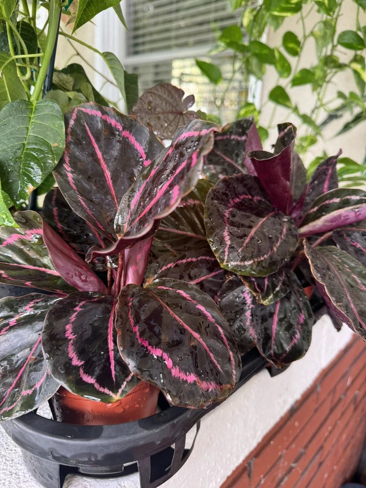 Dottie calathea plant in dark pot, dark leaves with bright pink veined stripes