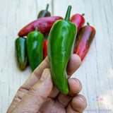 25+ Pot-a-Peno Hot Pepper Seeds for Garden Planting - USA - FREE SHIPPING! Garden Plants