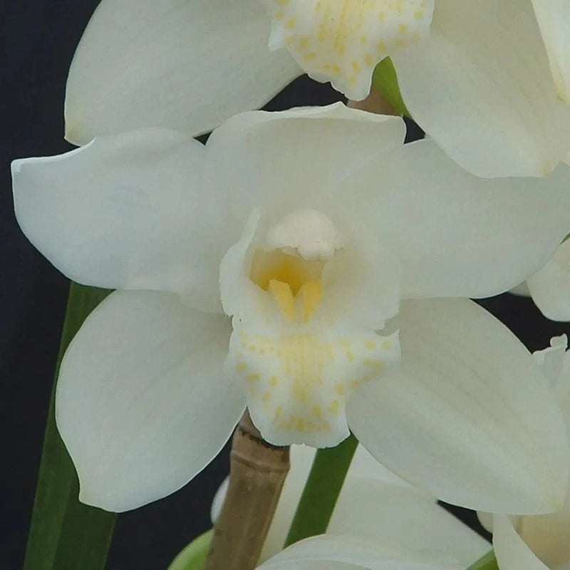 White cymbidium orchid flower with yellow center
