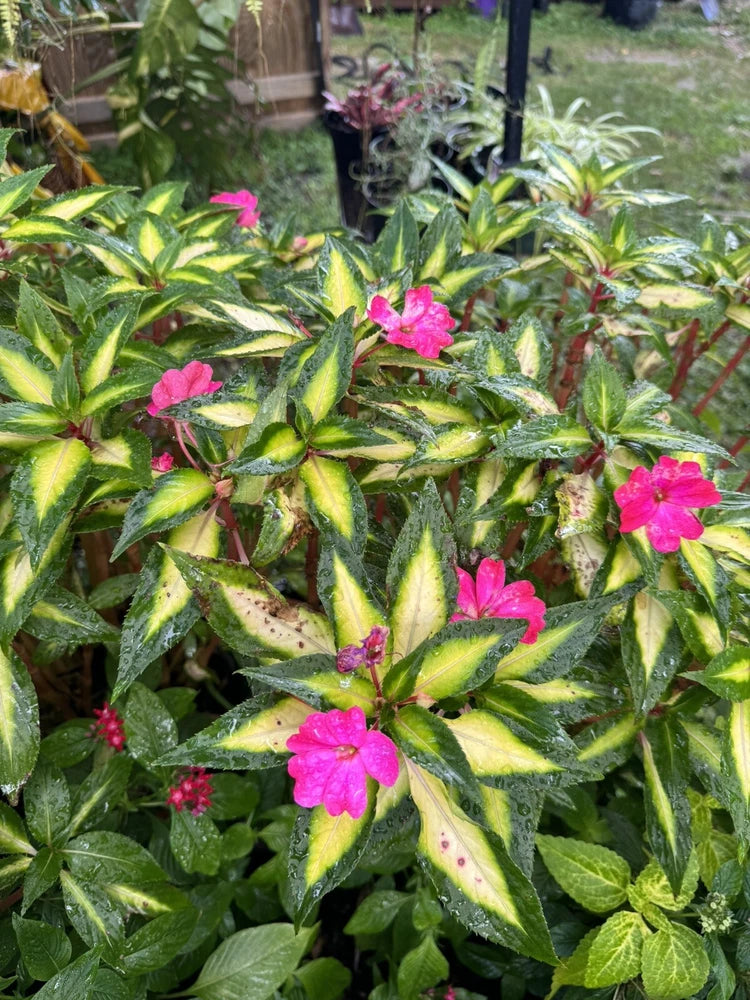 Compact tropical rose orchid plant with pink flowers and green variegated leaves