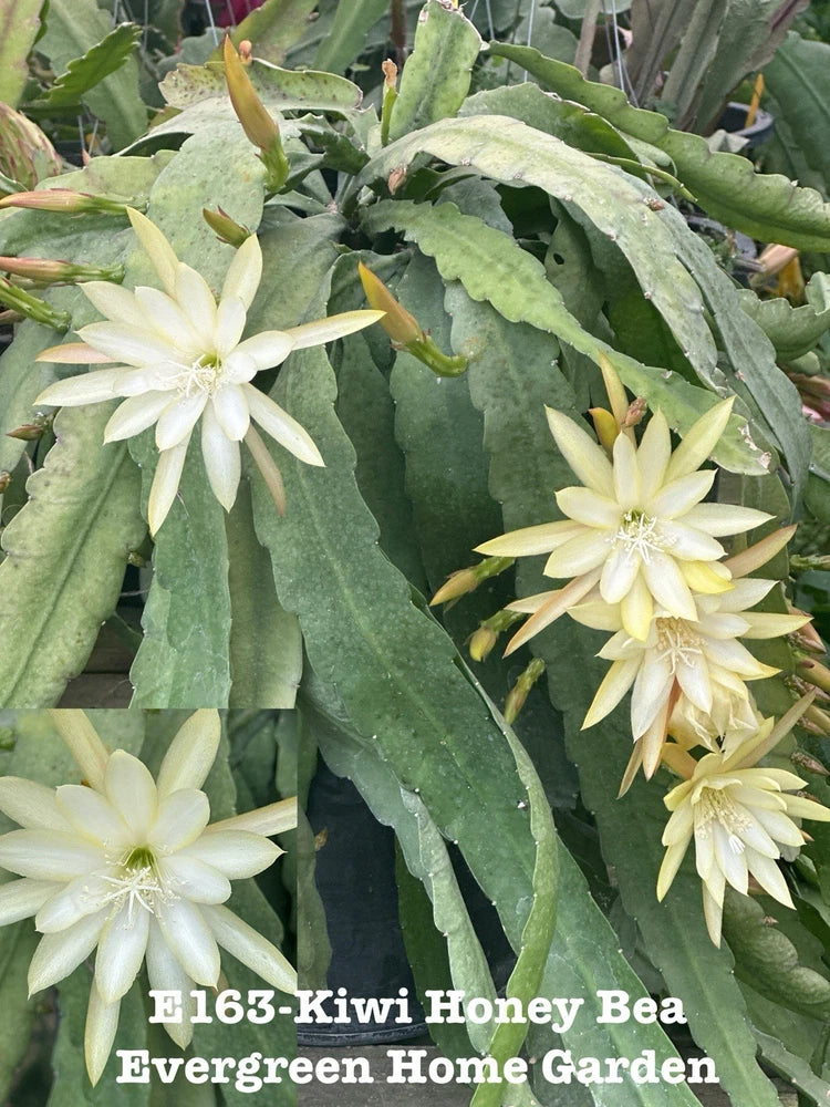 Orchid cactus with pale yellow blooms on green flat pads