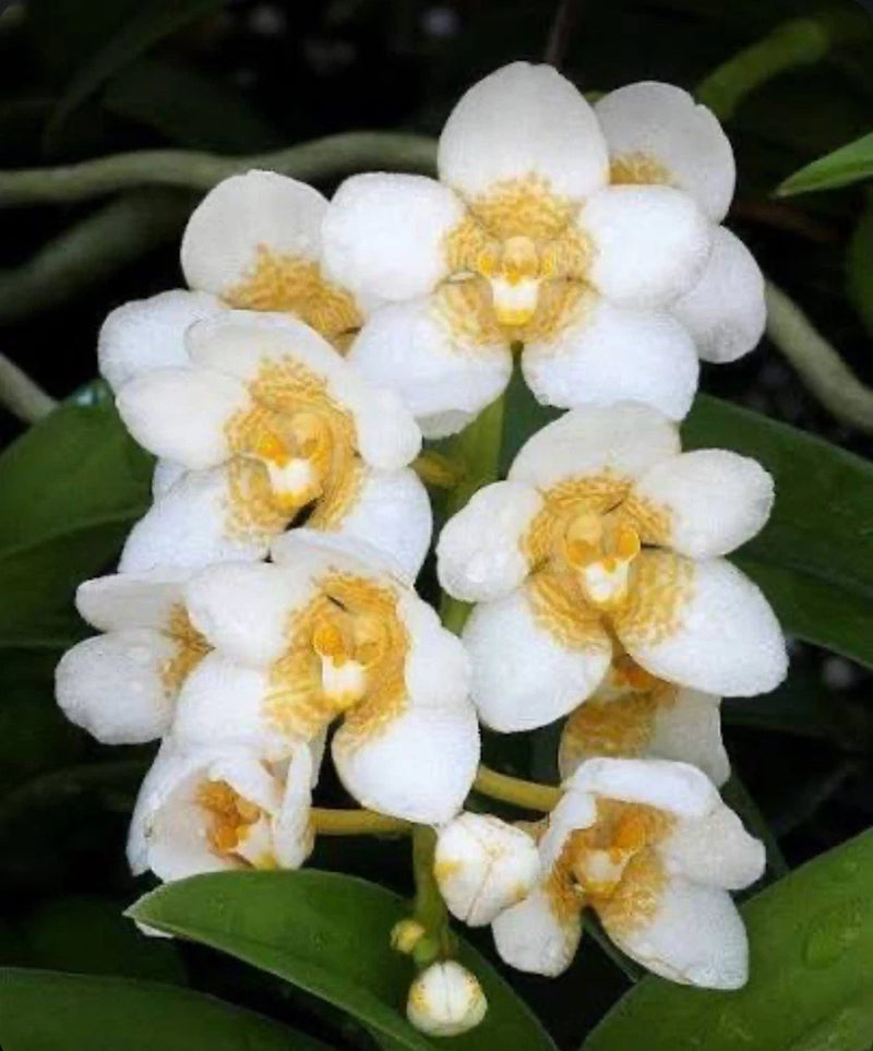White orchid flowers with yellow centers and green leaves